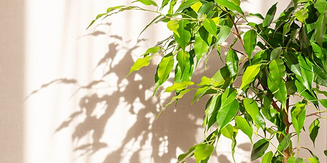 Découverte des ficus, ces plantes d'intérieur incontournables
