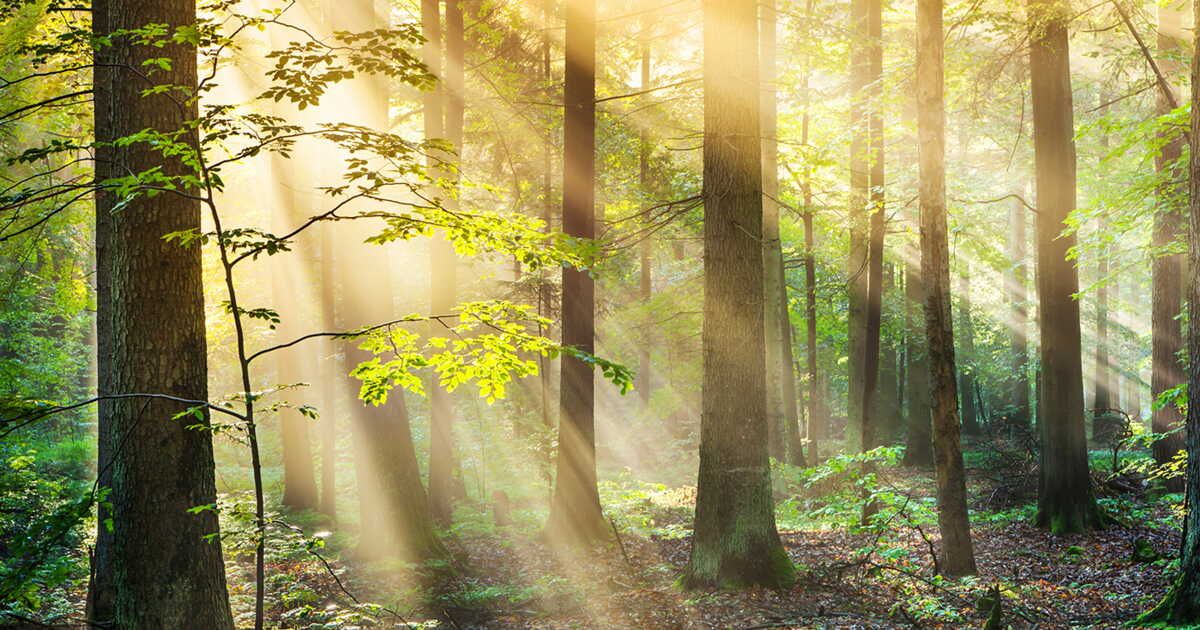 La forêt, un investissement au cœur de la nature