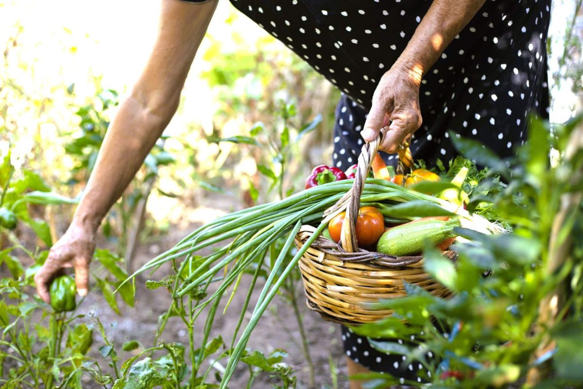 Ne ratez pas ces légumes en juin : récoltez-les avant qu'il ne soit trop tard