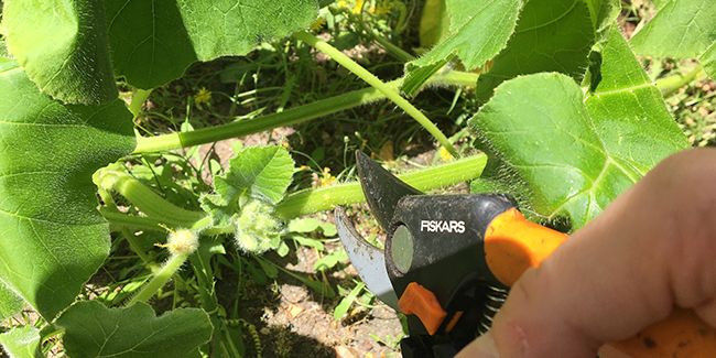 les secrets de la taille des courges pour une récolte abondante