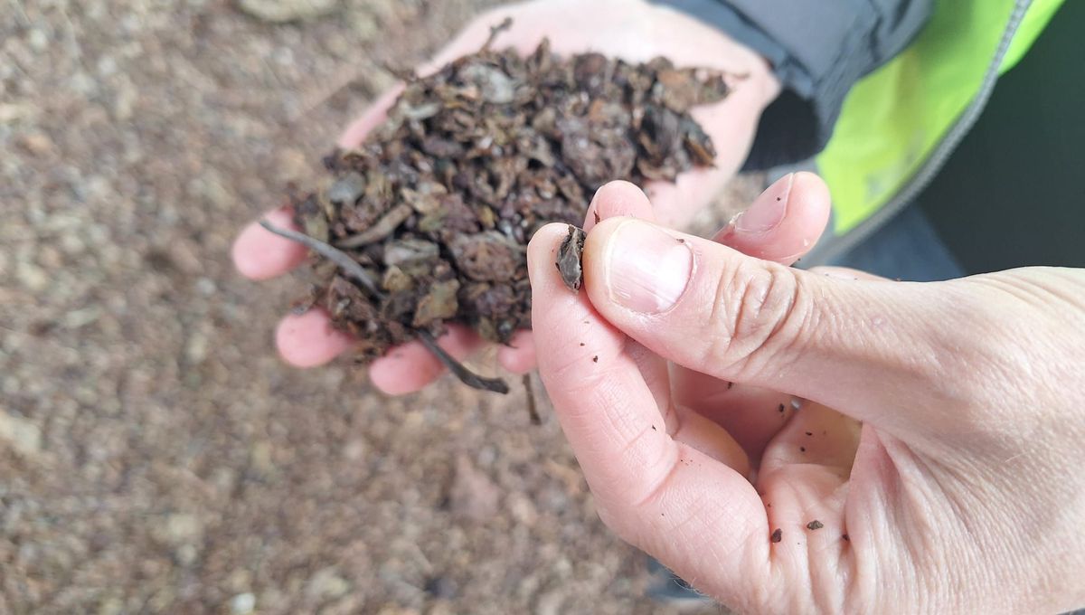 La distillerie de Gironde transforme le marc de raisin en biocarburant écologique