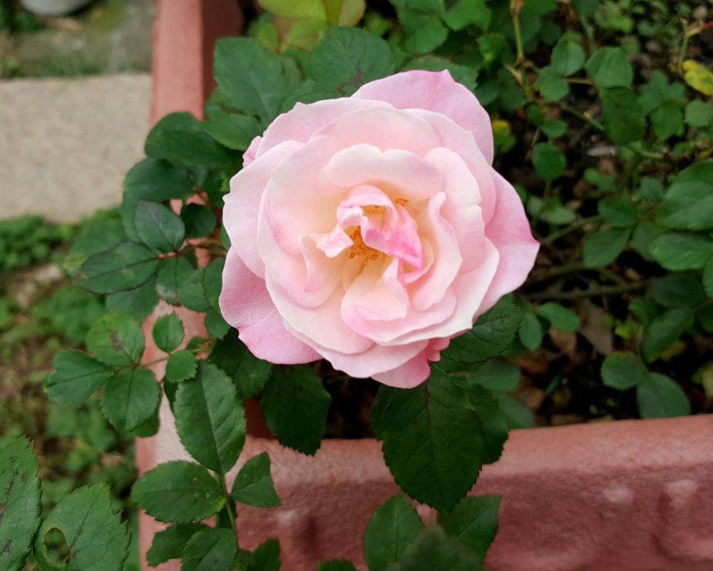 Le guide du camélia en pot : conseils pour une floraison éclatante