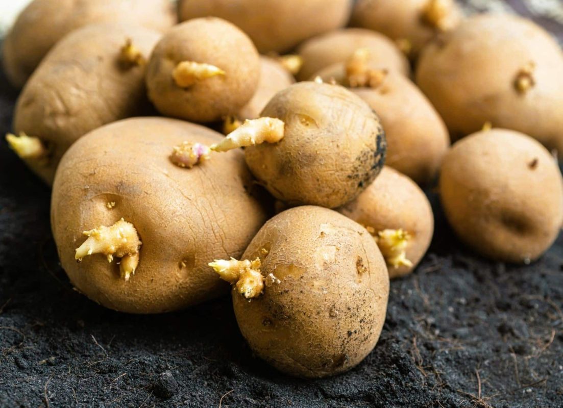 Transformez vos pommes de terre germées en une récolte abondante avec cette méthode redoutable