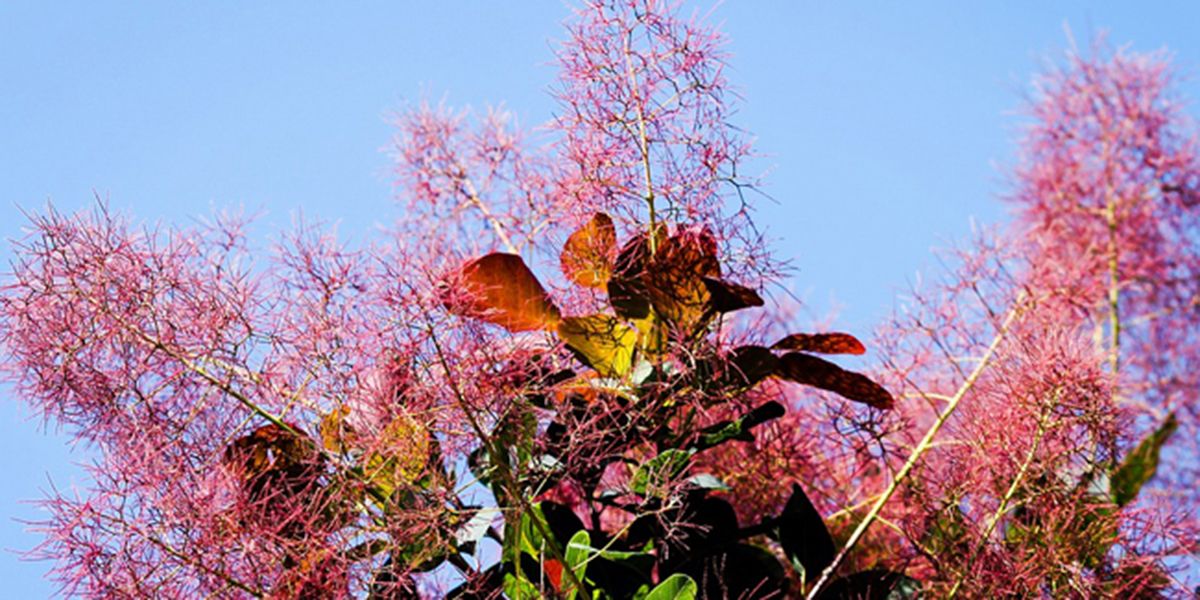 L'arbre à perruques : un joyau décoratif pour votre jardin