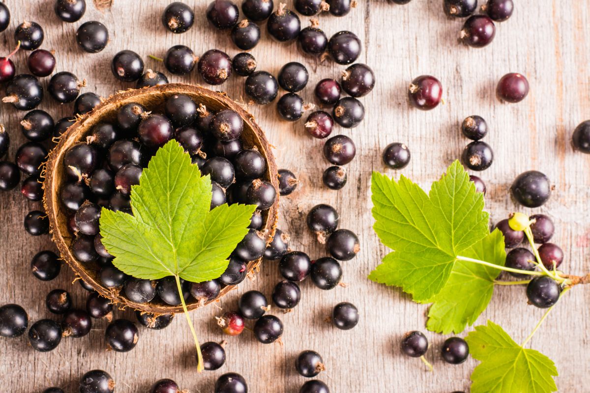 les bienfaits surprenants du cassis, le superfruit de l'été