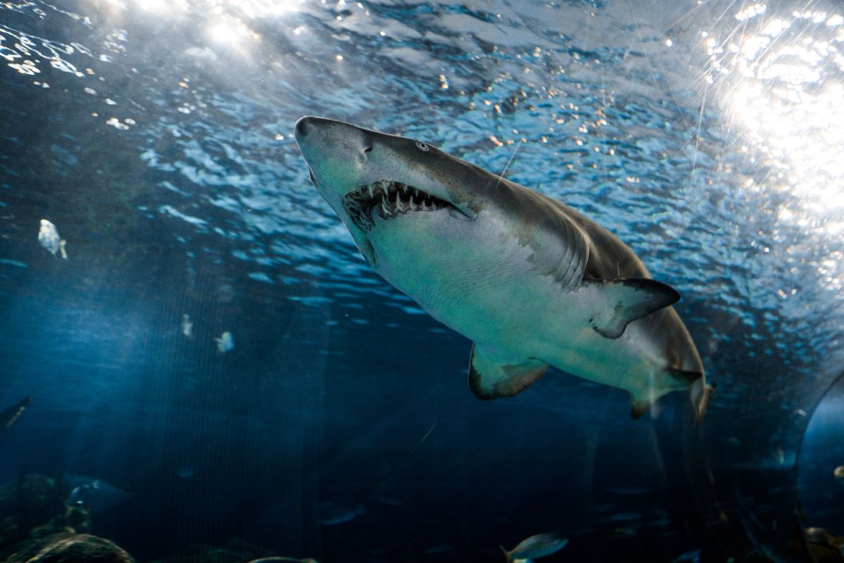 Un drame en mer : un homme succombe après une attaque de requin en Australie