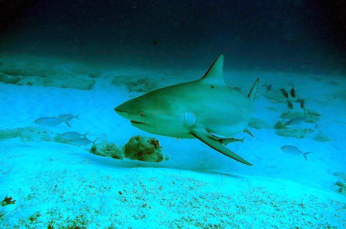 Tragédie marine : un homme mourut mordant par un requin en Australie