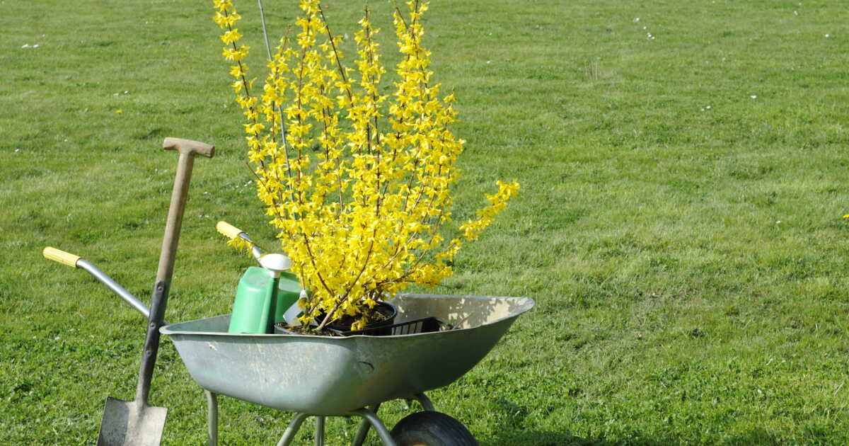 Les secrets pour réussir la plantation de forsythia