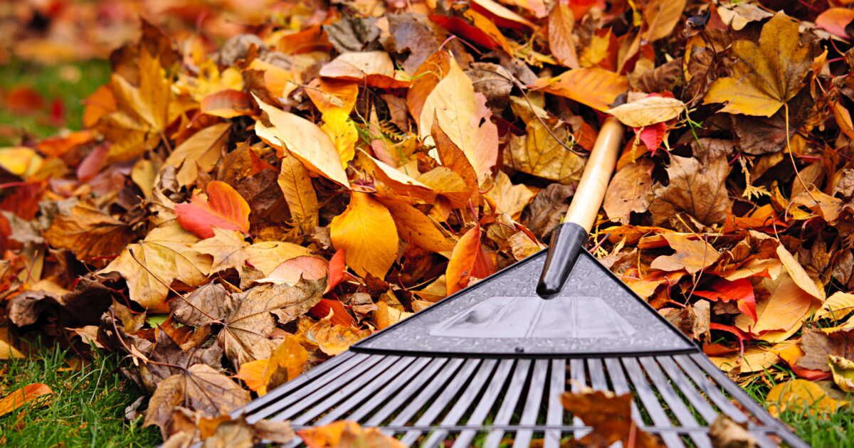Préparer son jardin pour l'automne : étapes essentielles