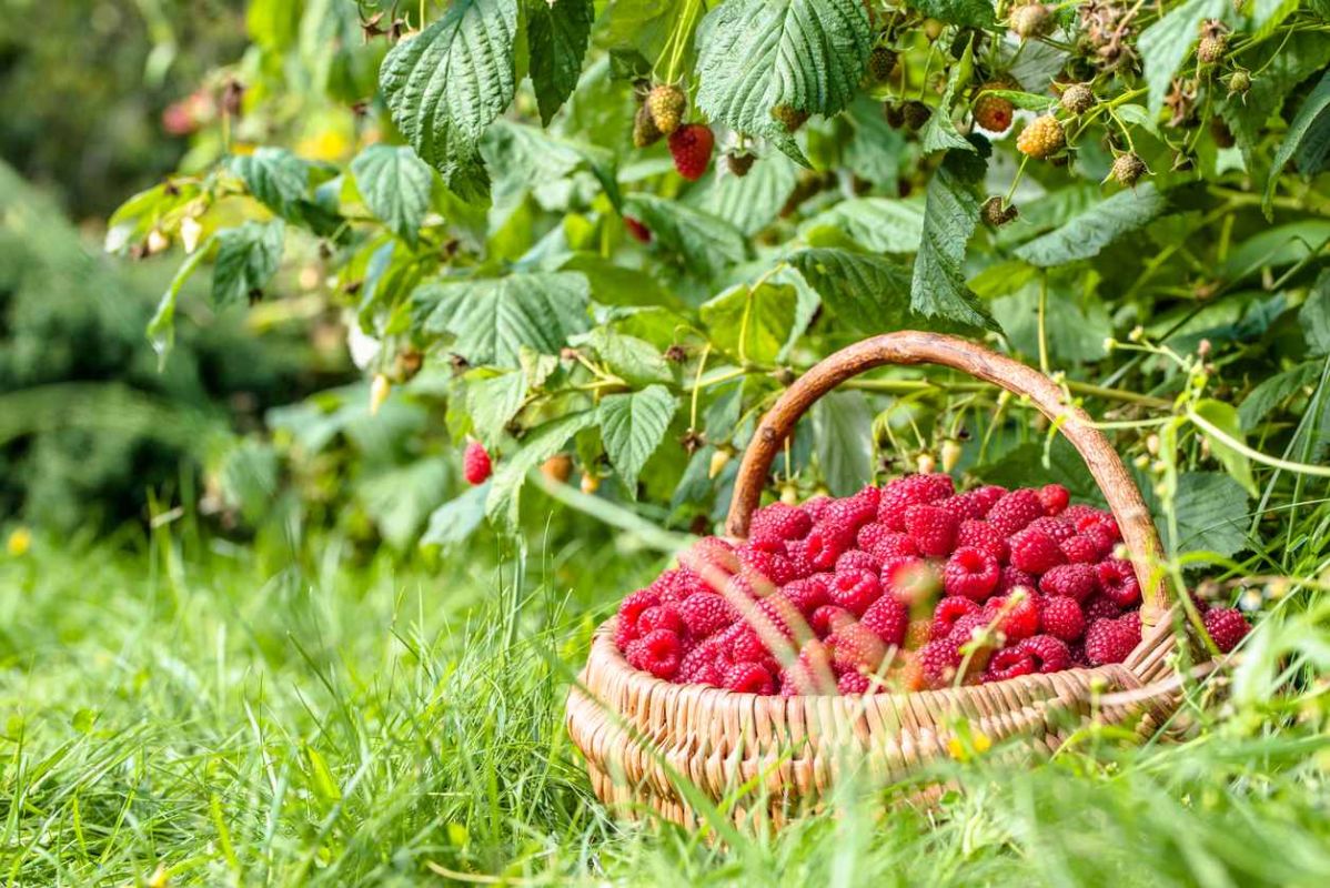 ajoutez un ingrédient secret pour doubler votre récolte de framboises