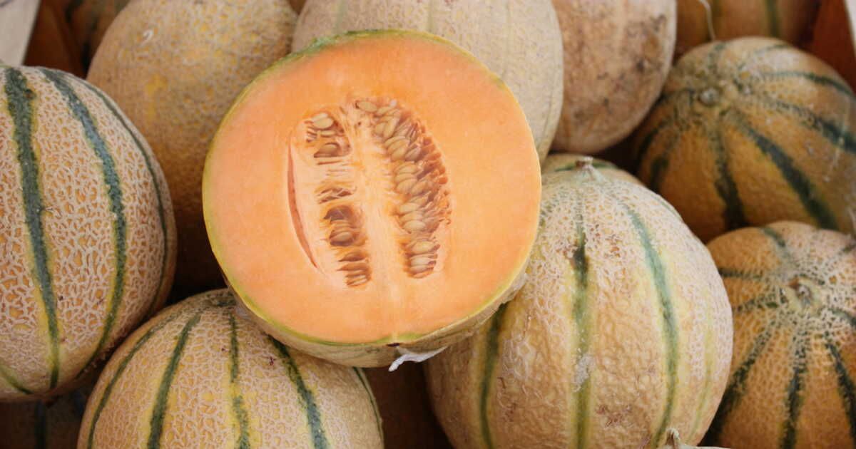 Les secrets d’un melon tacheté : bon ou mauvais choix ?