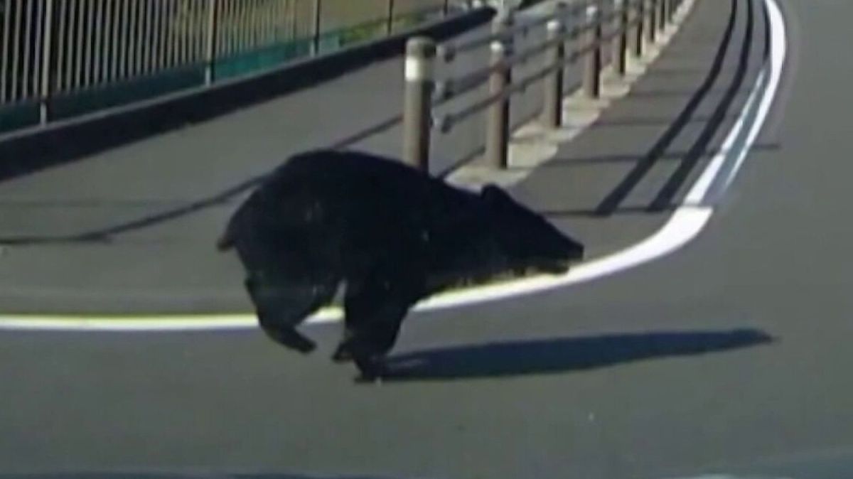 La chasse aux ours au Japon : un phénomène alarmant