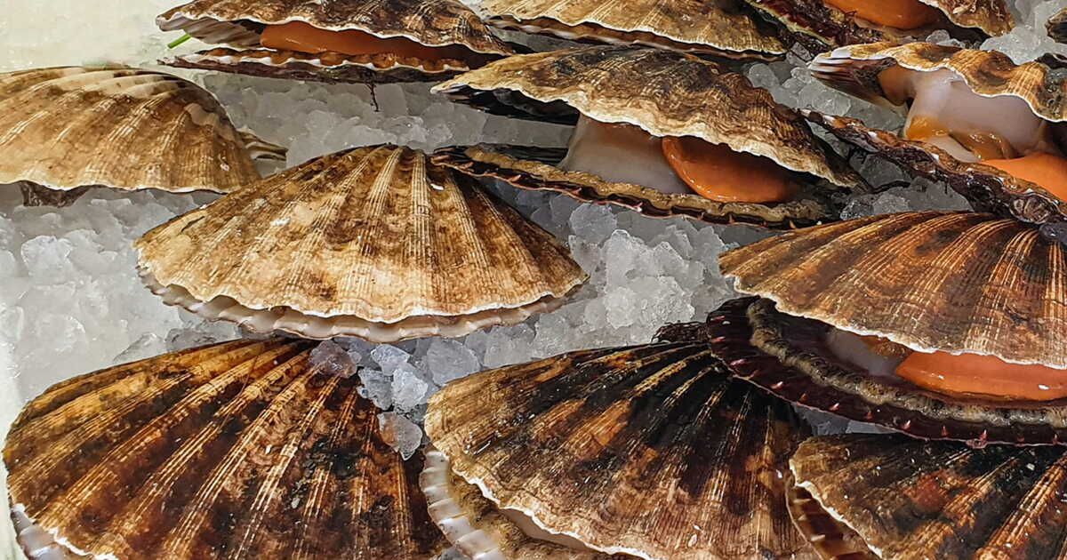 À la découverte des coquilles Saint-Jacques de Normandie