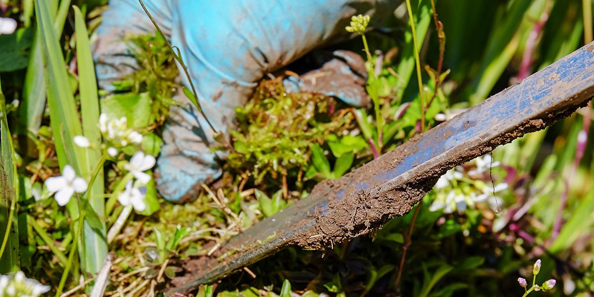 Éliminer le mouron au jardin : des méthodes naturelles et efficaces