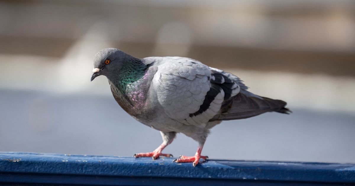 Rosières-en-Santerre face à la controverse sur l’abattage des pigeons