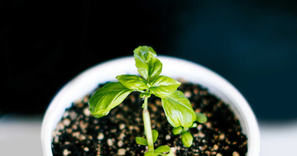 Un accessoire DIY pour réussir vos boutures de plantes