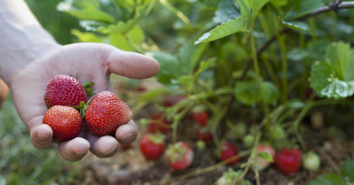 Découvrez la méthode simple pour planter des fraisiers, en pot ou en pleine terre