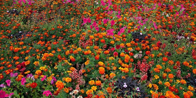 Créer un jardin resplendissant avec des plantes increvables