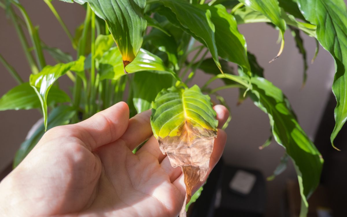 Comment protéger vos plantes d'intérieur des dangers du chauffage cet hiver