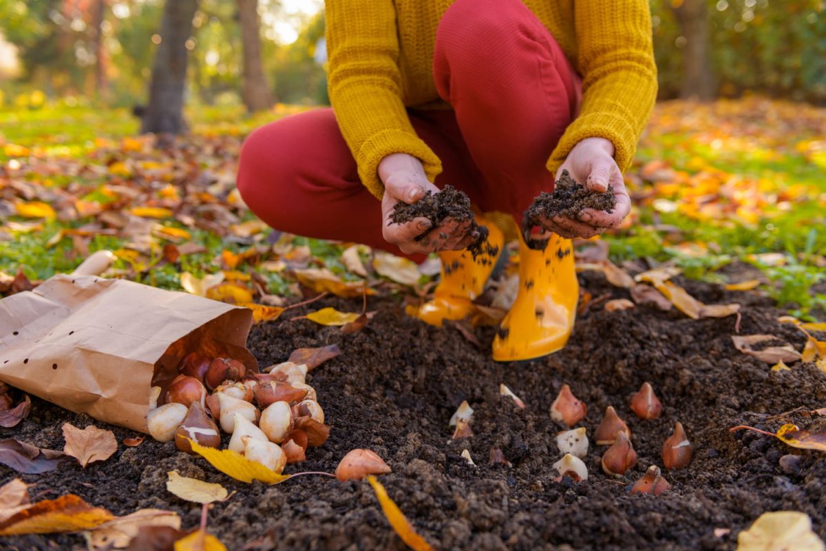 Les secrets de jardinage pour des bulbes épanouis au printemps