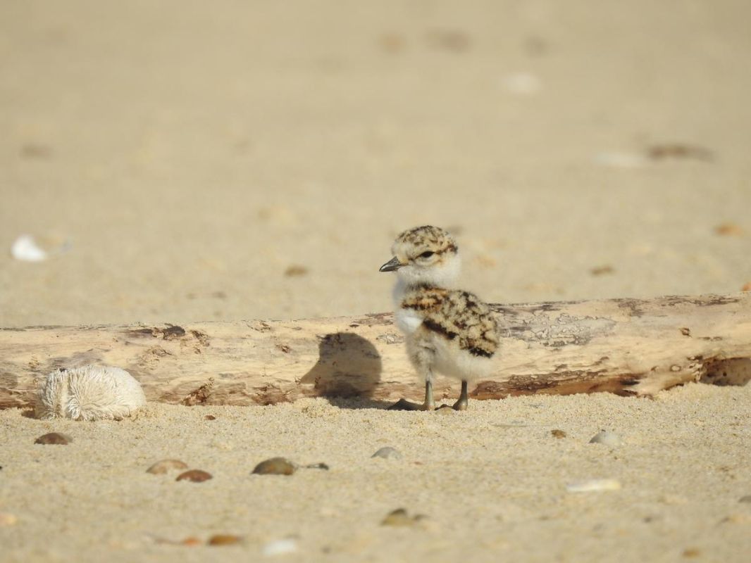 Bassin d'Arcachon : protégeons les gravelots à collier interrompu et leurs nids fragiles