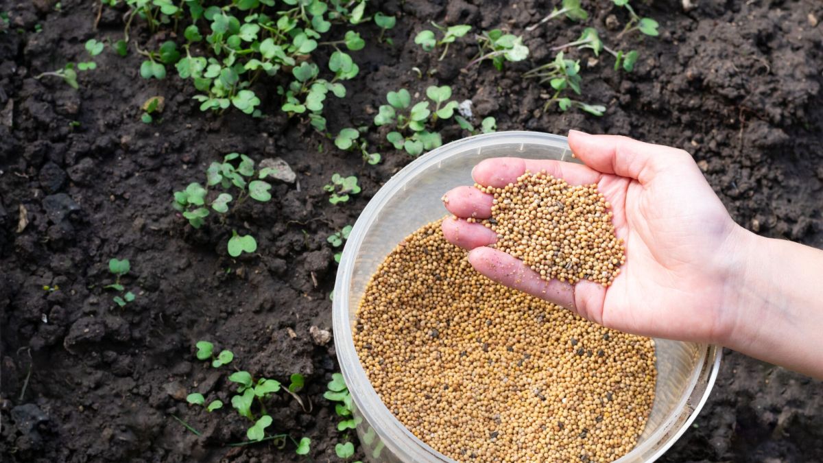 Jardinage : la bonne méthode pour utiliser votre moutarde en grainer