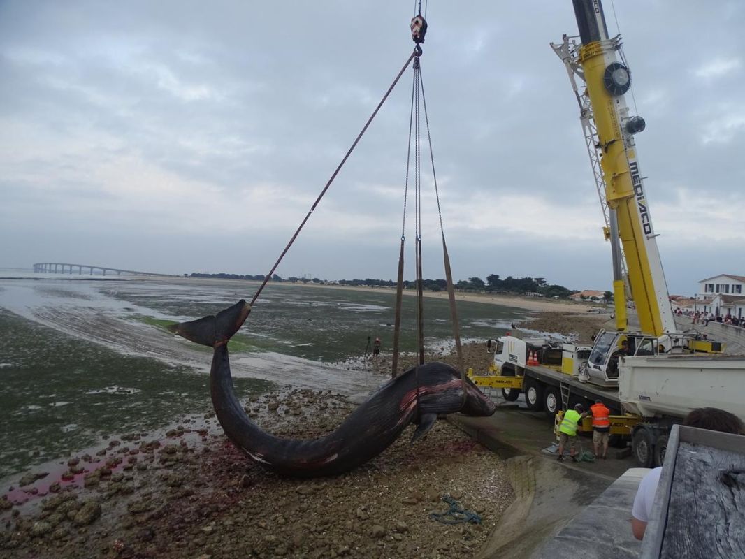 Une opération délicate pour évacuer un rorqual boréal de 15,5 tonnes échoué à Rivedoux-Plage