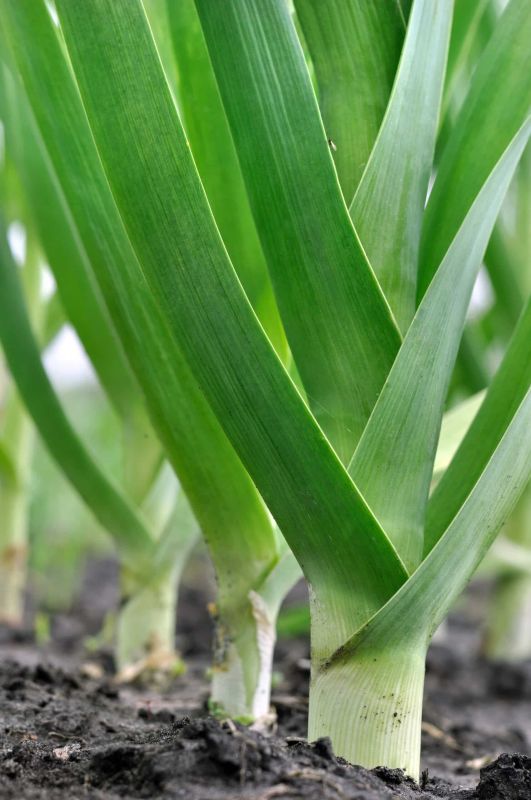 Réussir des poireaux d'été géants même en période de sécheresse