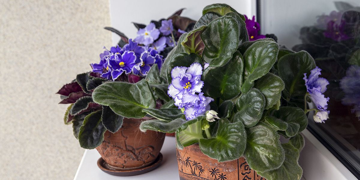 Violette du Cap (Saintpaulia) : une plante d'intérieur prisée