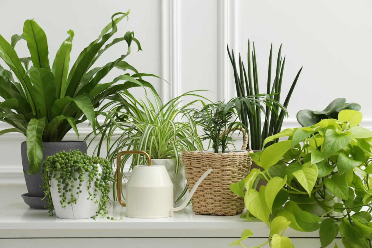 L'importance de l'humidité pour la santé de vos plantes d'intérieur