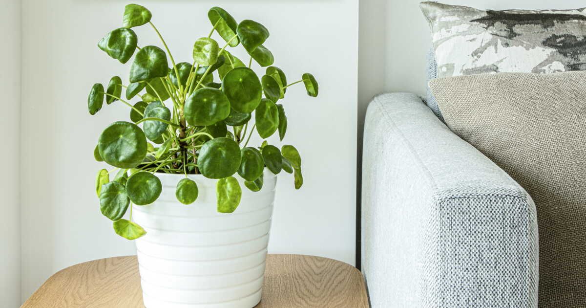 Les secrets d'un pilea en pleine santé