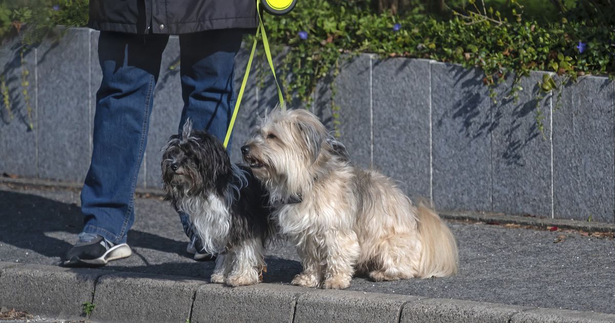 Rochefort renforce son contrôle sur les chiens en liberté après une série d'incidents