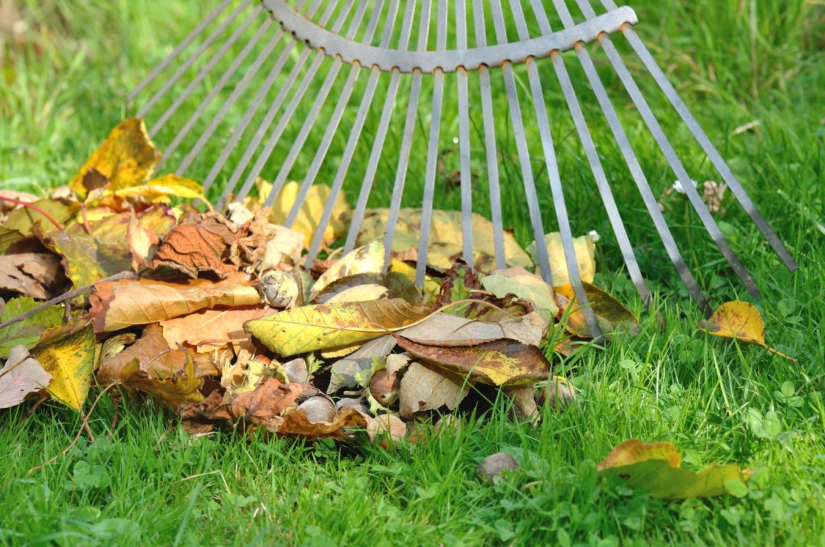 Transformez vos feuilles mortes en un véritable trésor pour le jardin