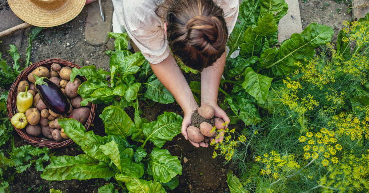 Comment utiliser la bouillie bordelaise au jardin ?