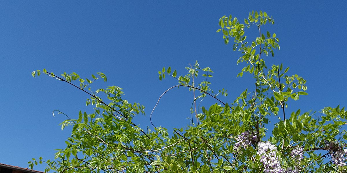 Les secrets du bouturage de glycine : conseils pour vos plantations