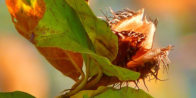 À la découverte des faines du hêtre : récolte, conservation et recettes savoureuses