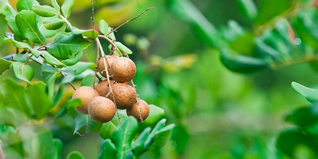 Longane : le cousin tropical du litchi