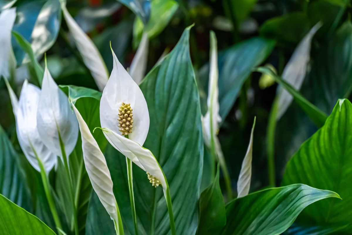 Les plantes dépolluantes : un mythe à éclaircir