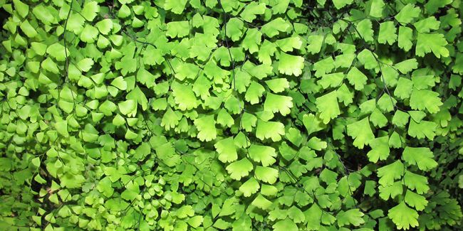 La capillaire : une fougère au charme délicat