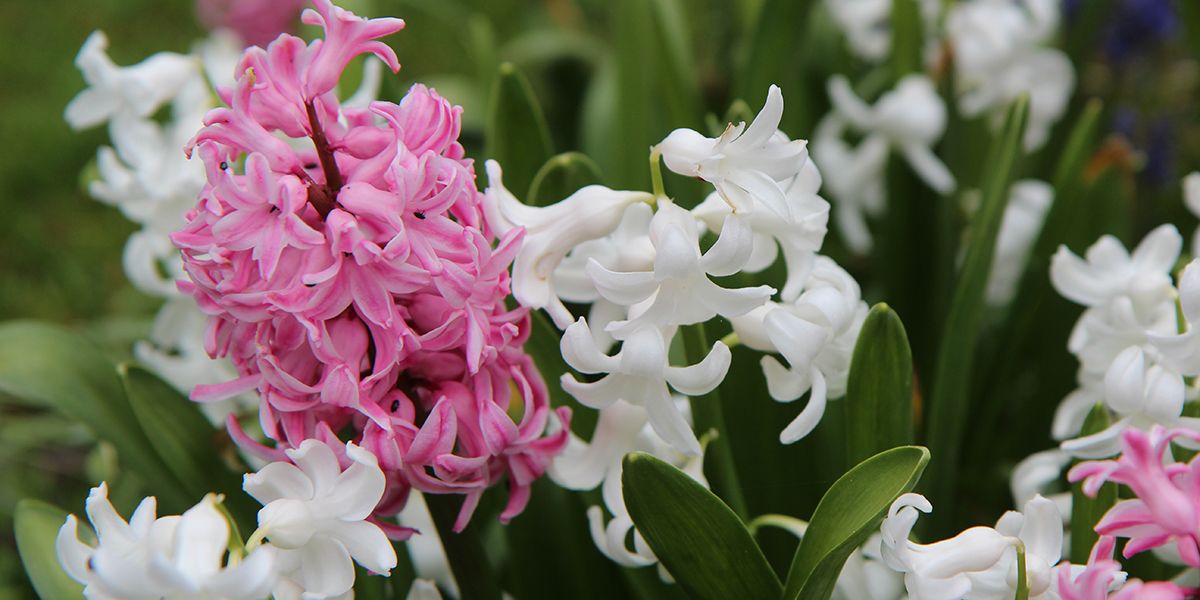 La jacinthe, une étoile du jardin parfumée