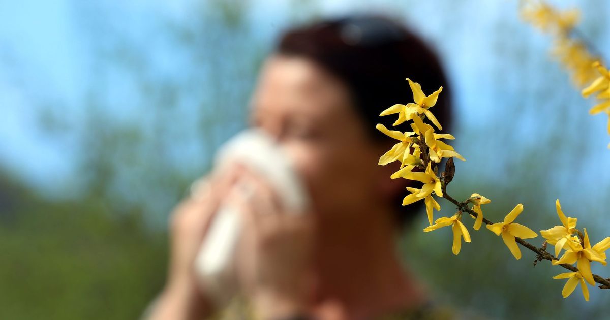Allergies aux graminées : vigilance élevée sur la majeure partie de la France