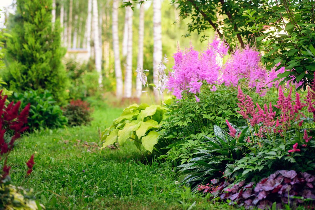 Plantes colorées et faciles : adoptez l'astilbe pour un jardin éblouissant