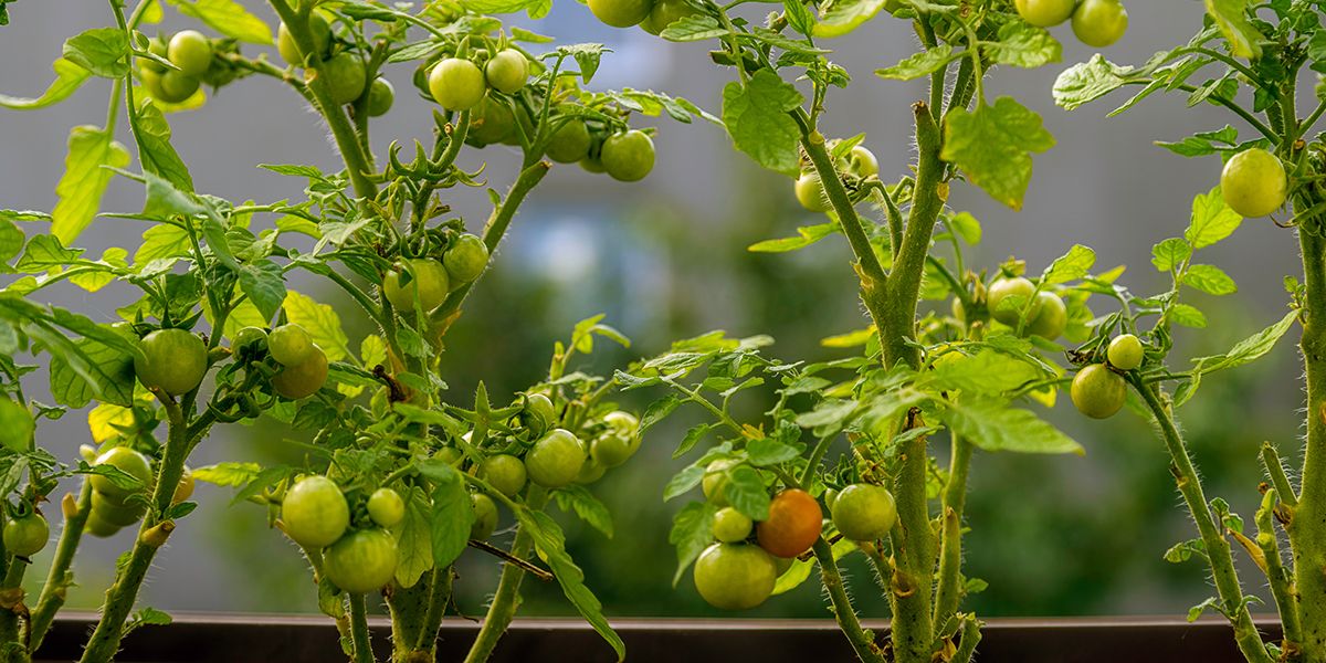 Cultivez votre potager de balcon : légumes et aromatiques à privilégier