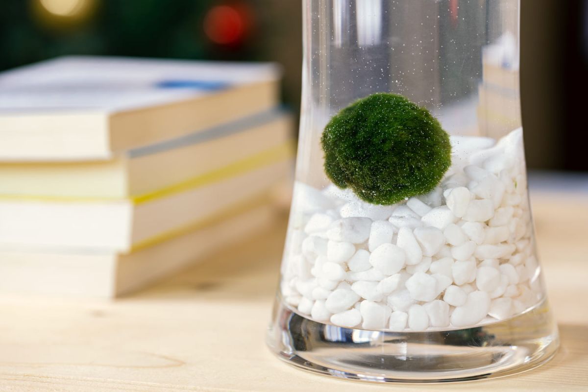 Marimo : définition et entretien de l'algue japonaise
