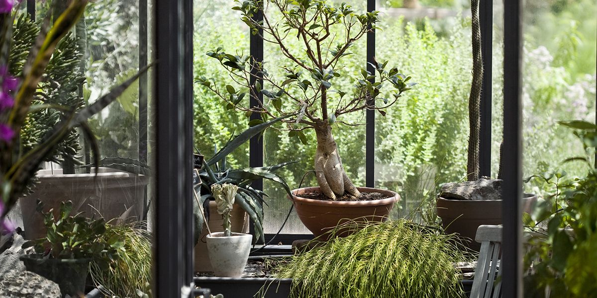 Créer un jardin d'hiver : 5 conseils incontournables pour un espace verdoyant