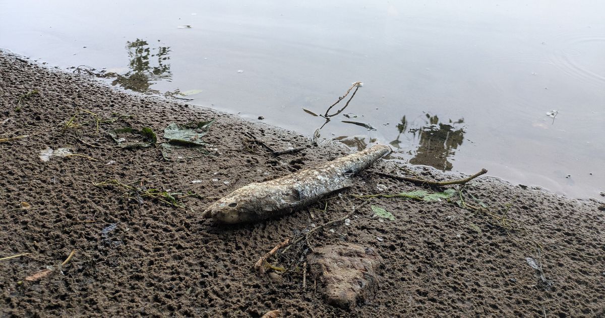 Des poissons morts sur les rives de la Dordogne : un phénomène naturel surprenant