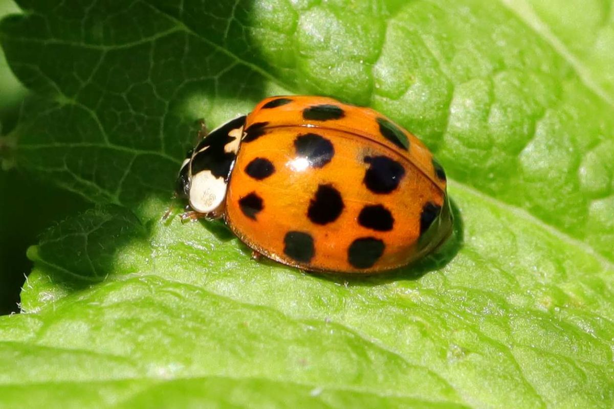 La coccinelle asiatique : une menace insoupçonnée pour votre jardin cet automne