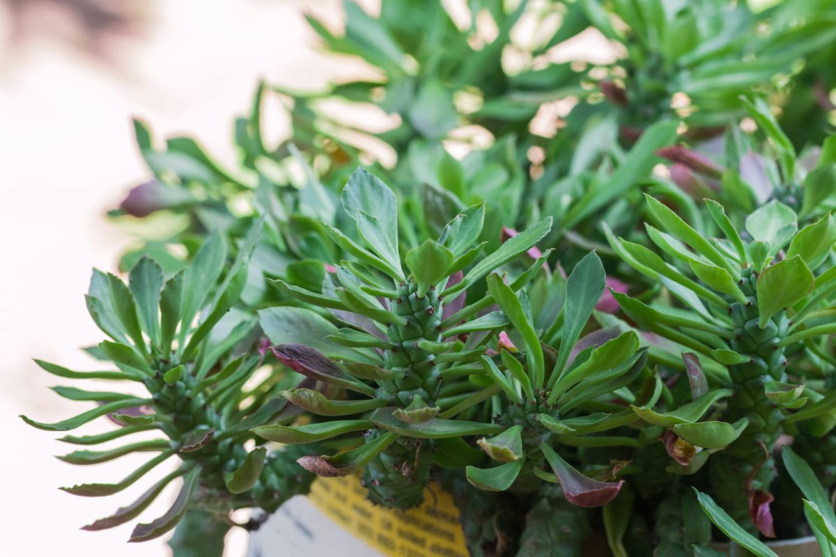 Plantes grasses retombantes : les trésors de votre intérieur