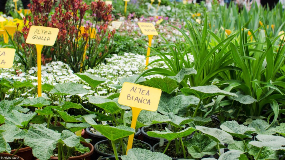 La fête des plantes : préparez votre jardin pour l'automne