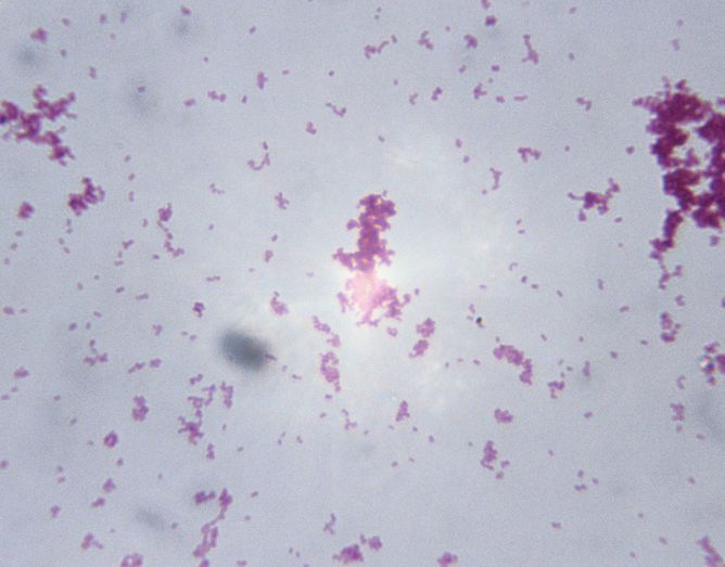 Des bactéries bienfaitrices : escherichia coli en première ligne contre les staphylocoques dorés